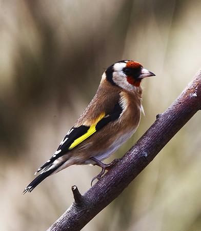 Goldfinch