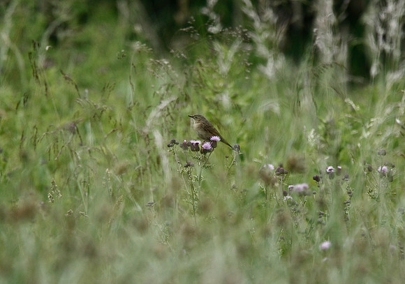 Grasshopper Warbler