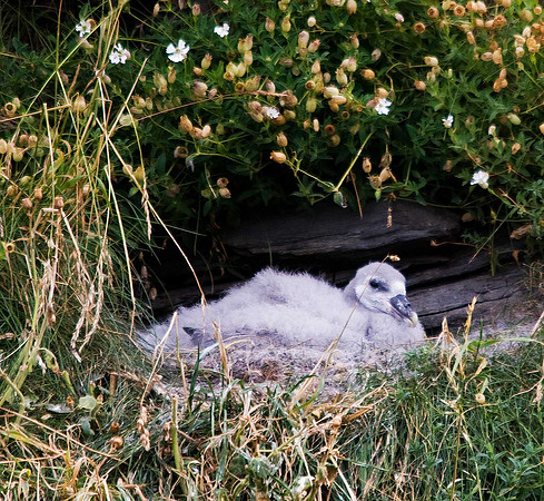 Fulmar