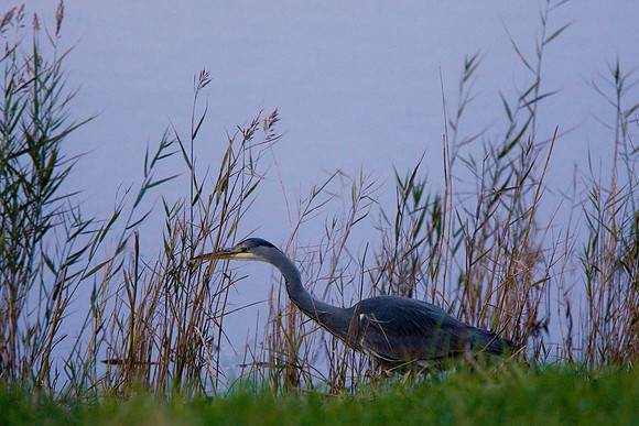 Grey Heron