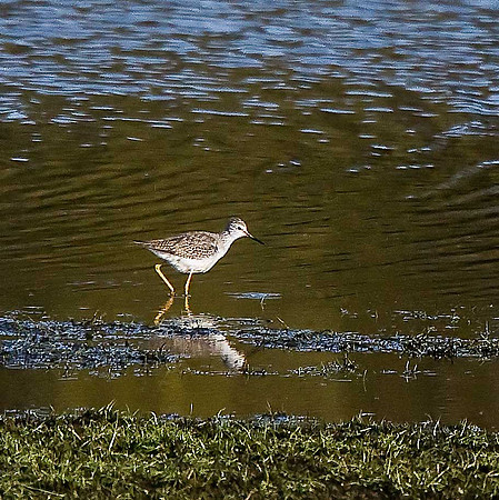 Lesser Yellowlegs