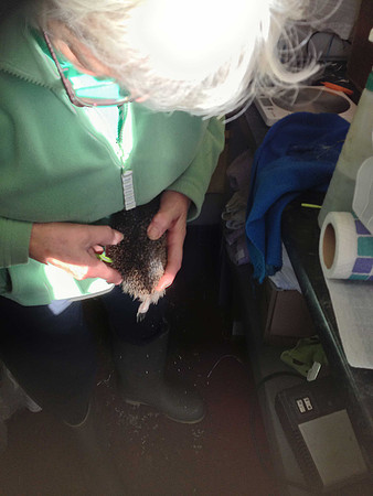Hedgehog sanctuary