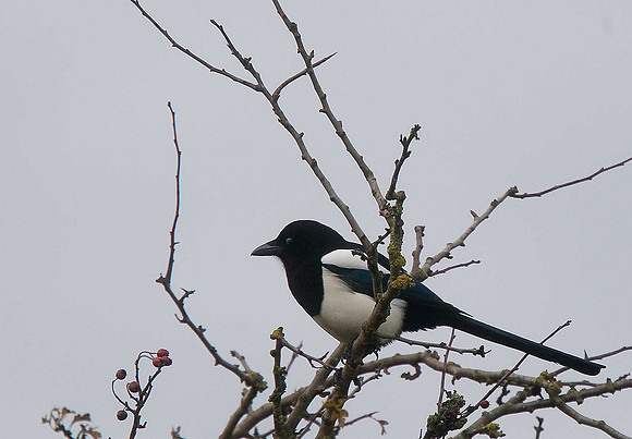Magpie