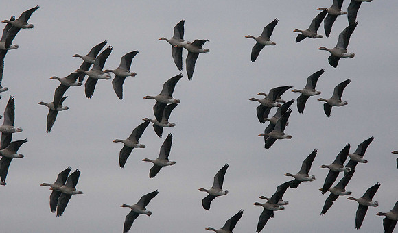 Greylag Geese
