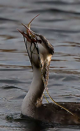 Great Crested Grebe