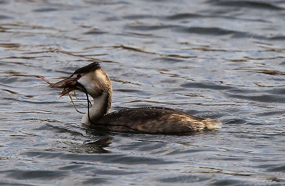 Great Crested Grebe
