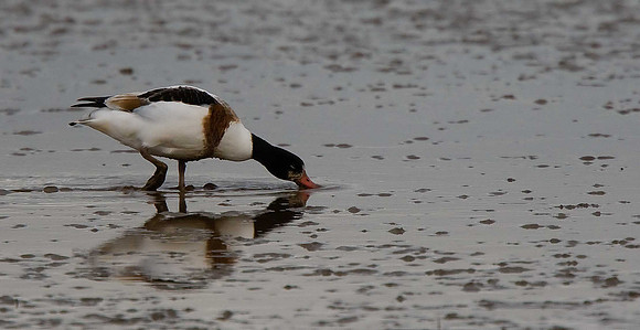 Shelduck