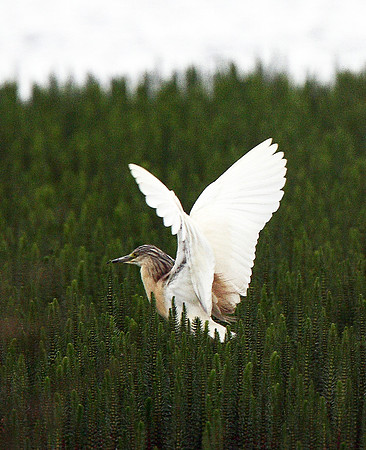 Squacco Heron