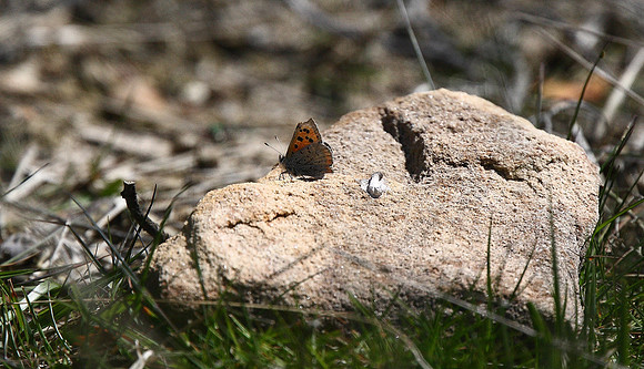 Small Copper