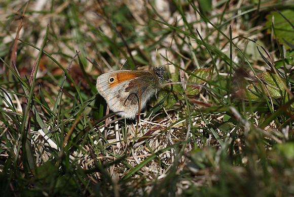 Small Heath