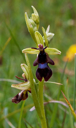 Fly orchid