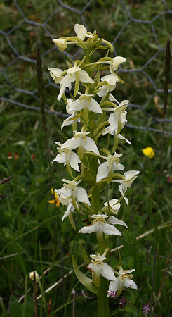 Butterfly Orchid