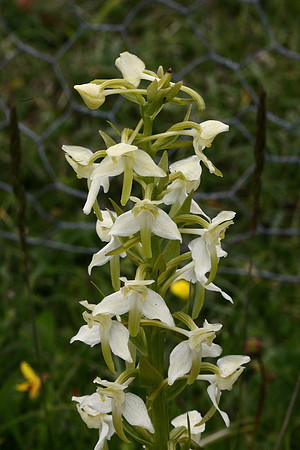 Butterfly Orchid