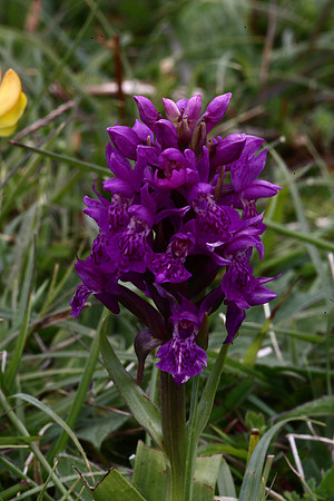 Marsh Orchid