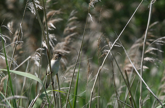 Sedge Warbler