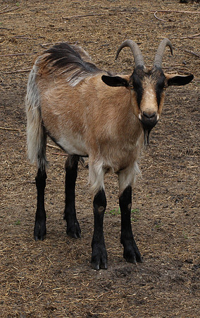 Goat