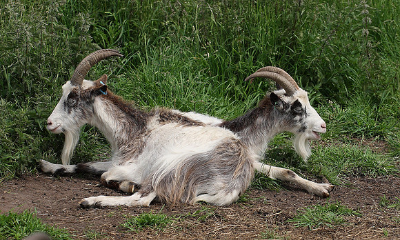Goats