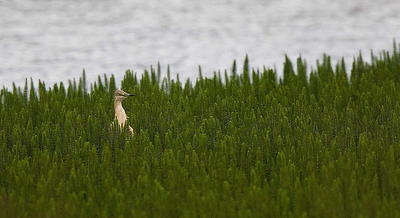 Squacco Heron