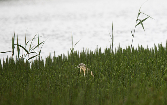 Squacco Heron
