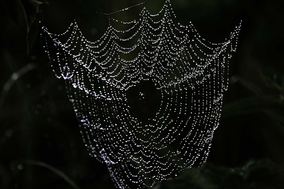 Spider's web
