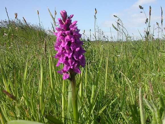 Marsh orchid, Flamborough