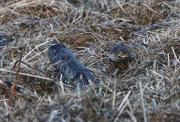 American Buff-bellied Pipit
