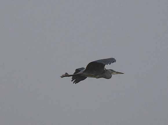 Grey Heron