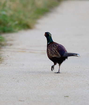 Pheasant