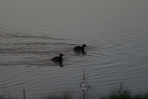 Little Grebes