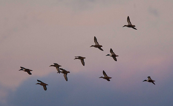 Shovelers