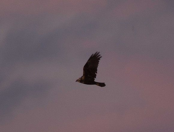 Marsh Harrier