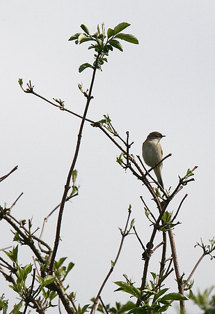 Willow Warbler