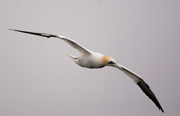 Gannet