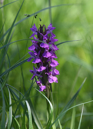Marsh orchid? Wharram quarry
