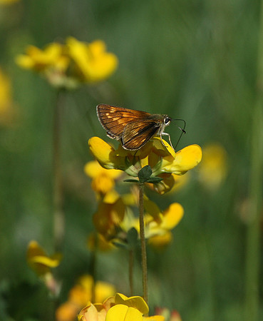 Large skipper
