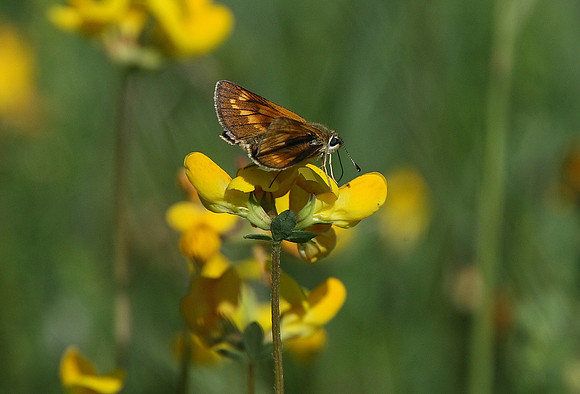 Large skipper