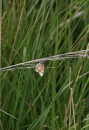 Large heath