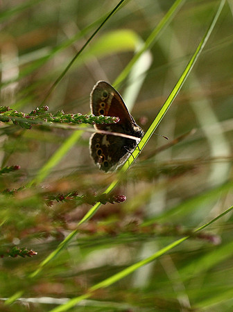 Large heath