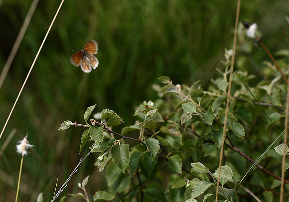 Large heath