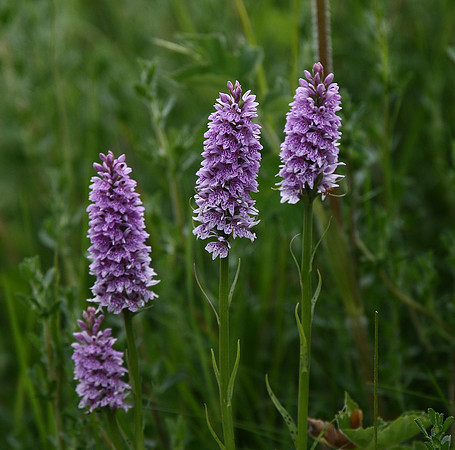 Common spotted