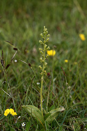 Twayblade