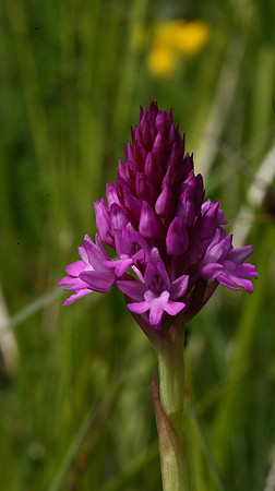 Pyramidal orchid