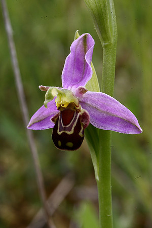 Bee orchid