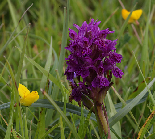 Marsh orchid