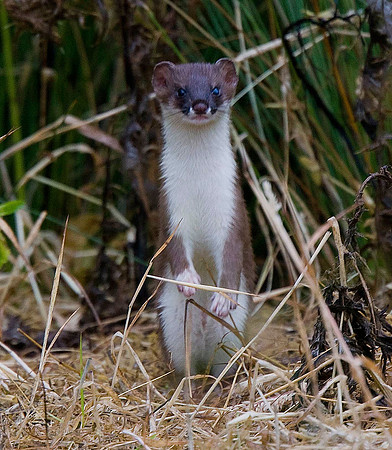 Stoat