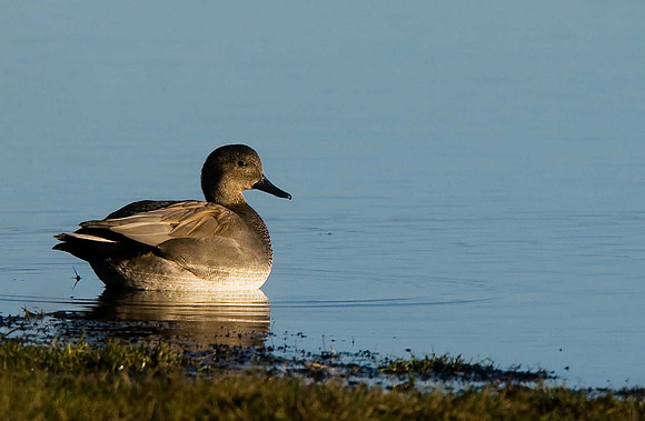 Gadwall