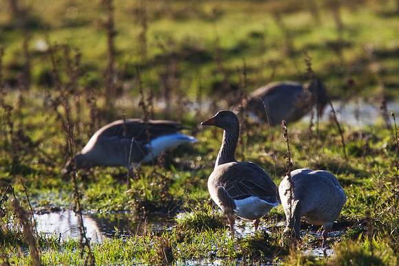 Greylag Geese