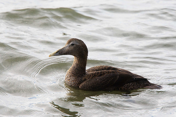 Eider