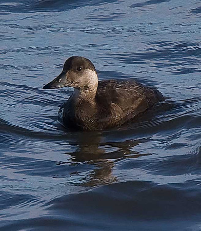 Common Scoter