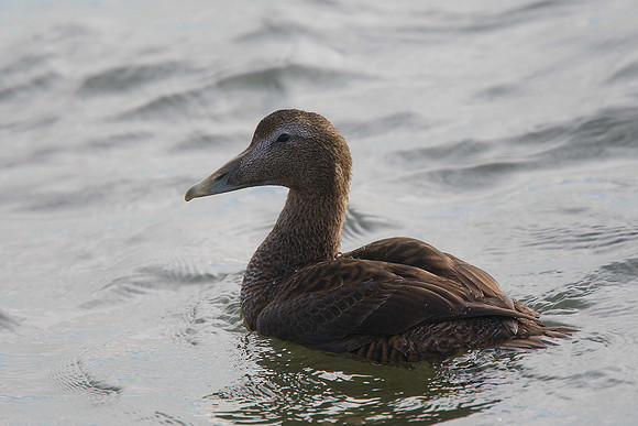 Eider
